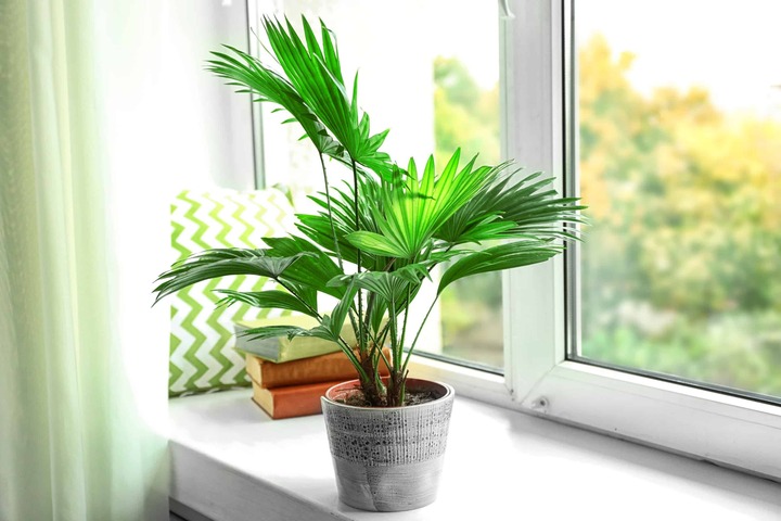 Khi lựa chọn cây cọ cảnh, bạn nên ưu tiên yếu tố hợp mệnh, hợp hướng và phù hợp kích thước không gian.
