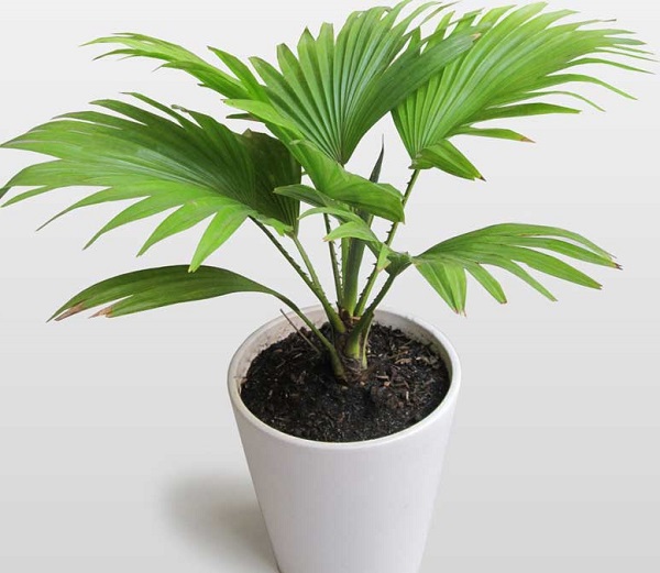 Đặc điểm hình thái nổi bật của cây cọ cảnh