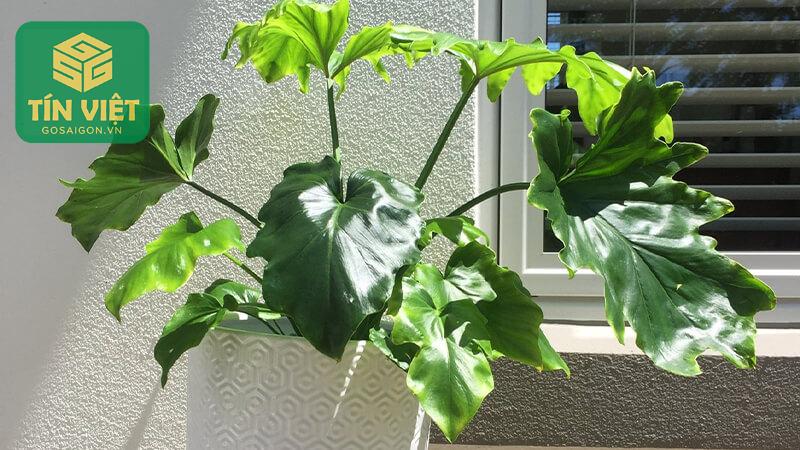Vị trí đặt cây trầu bà phong thủy