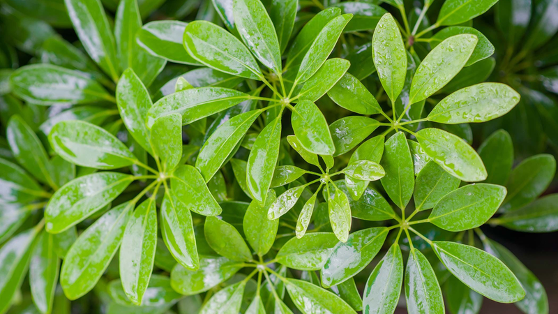 Cây Ngũ Gia Bì Hợp Mệnh Nào & Đặt Ở Đâu?