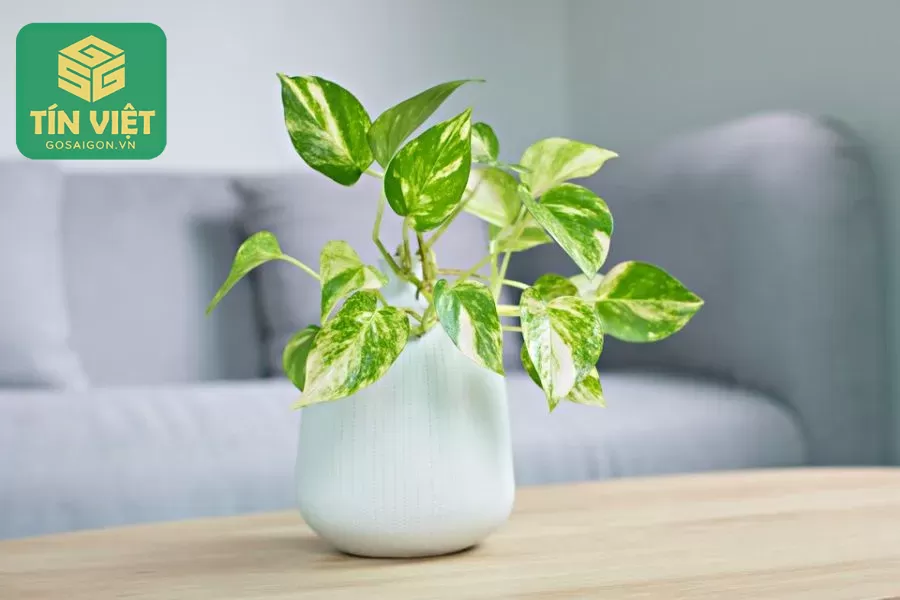 Cắt tỉa và nhân giống