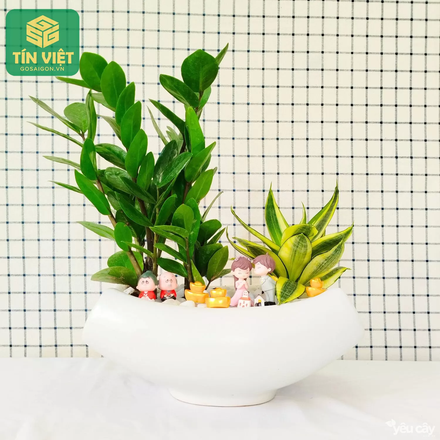 Trồng Cây Kim Tiền không chỉ là thú chơi cây cảnh, mà còn là cách người Việt gửi gắm mong ước về sự sung túc và thịnh vượng.