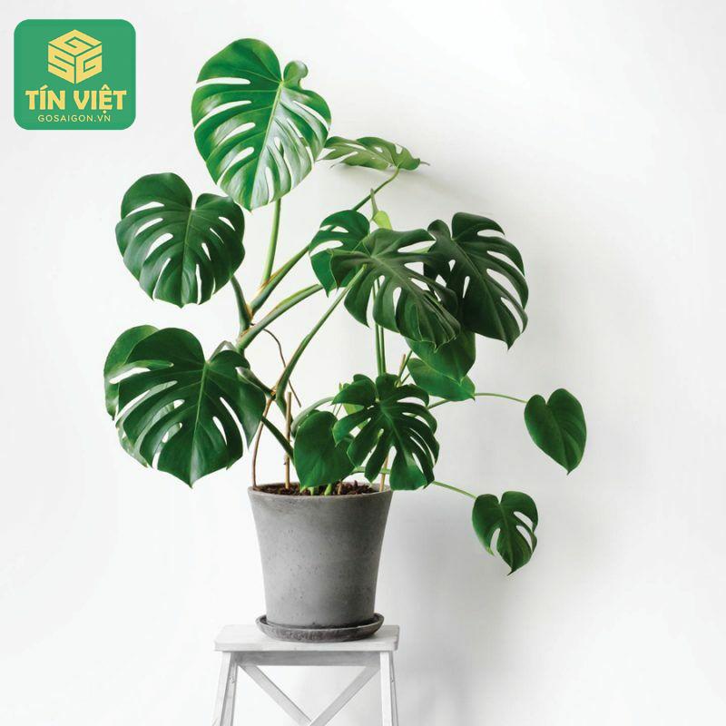 Cây trầu bà không chỉ là loài cây dễ trồng, dễ chăm mà còn mang trong mình ý nghĩa phong thủy sâu sắc