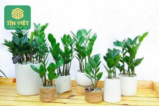 Lưu Ý Khi Mua Cây Kim Tiền Online Hoặc Tại Cửa Hàng
