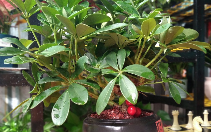 Lưu Ý Khi Mua & Trưng Bày Cây Ngũ Gia Bì