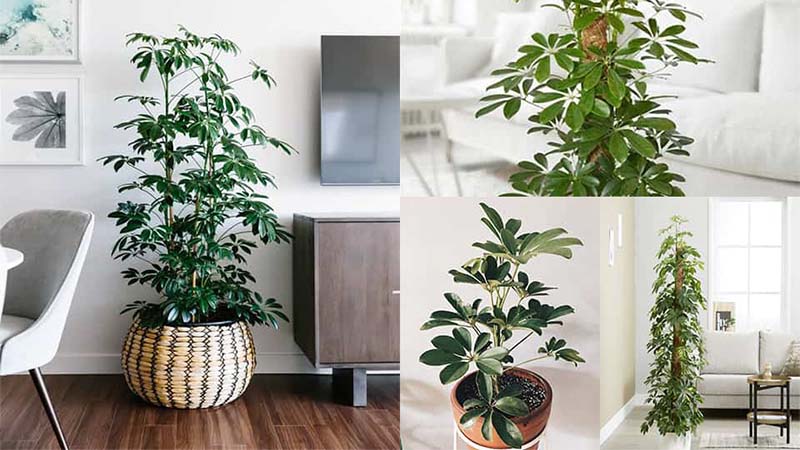 Cây ngũ gia bì là biểu tượng của sự bền vững và thịnh vượng trong phong thủy.