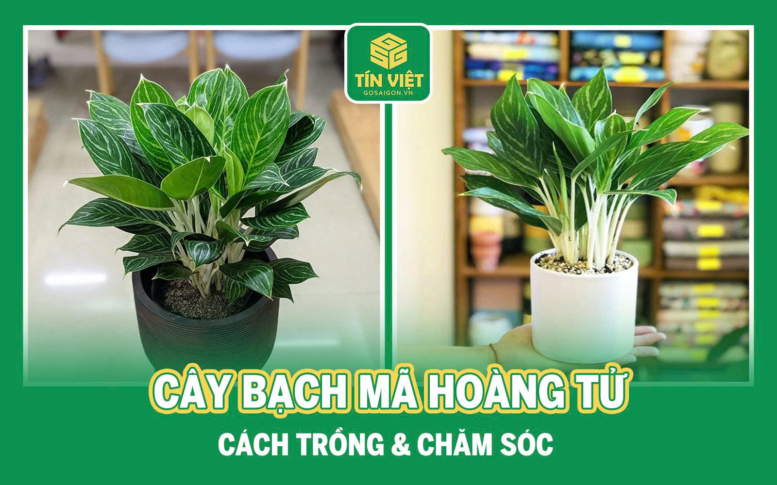 Cây bạch mã hoàng tử