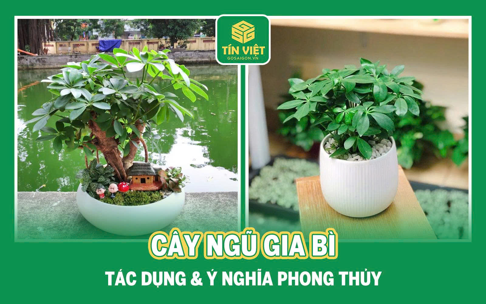 Cây ngũ gia bì