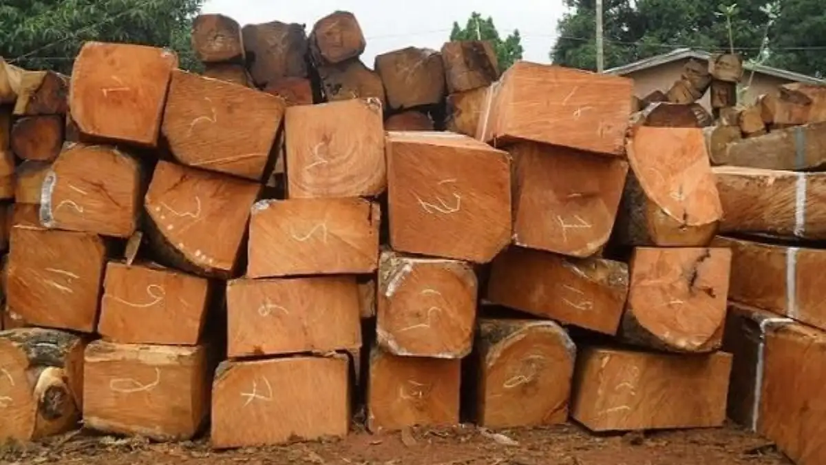 Phân Biệt Gỗ Tần Bì Và Gỗ Sồi 