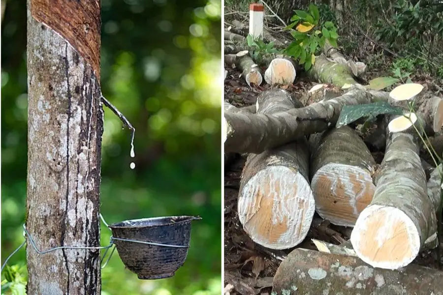 Gỗ cao su là gì_ Nguồn gốc và đặc điểm