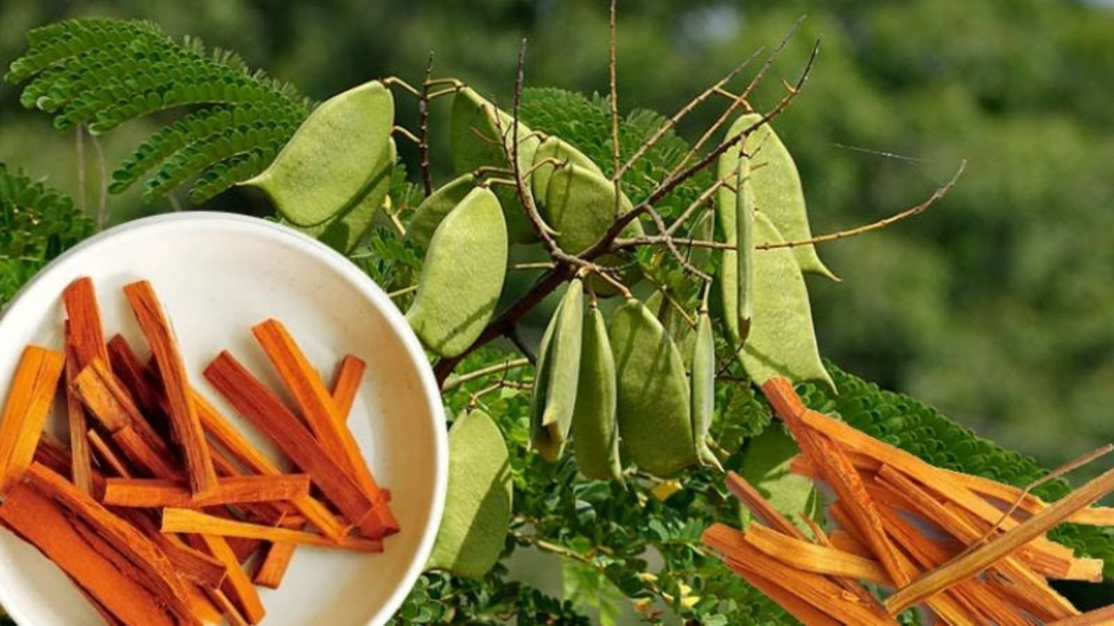 Gỗ Vang (Tô Mộc) Có Tốt Không? Công Dụng & Cách Dùng