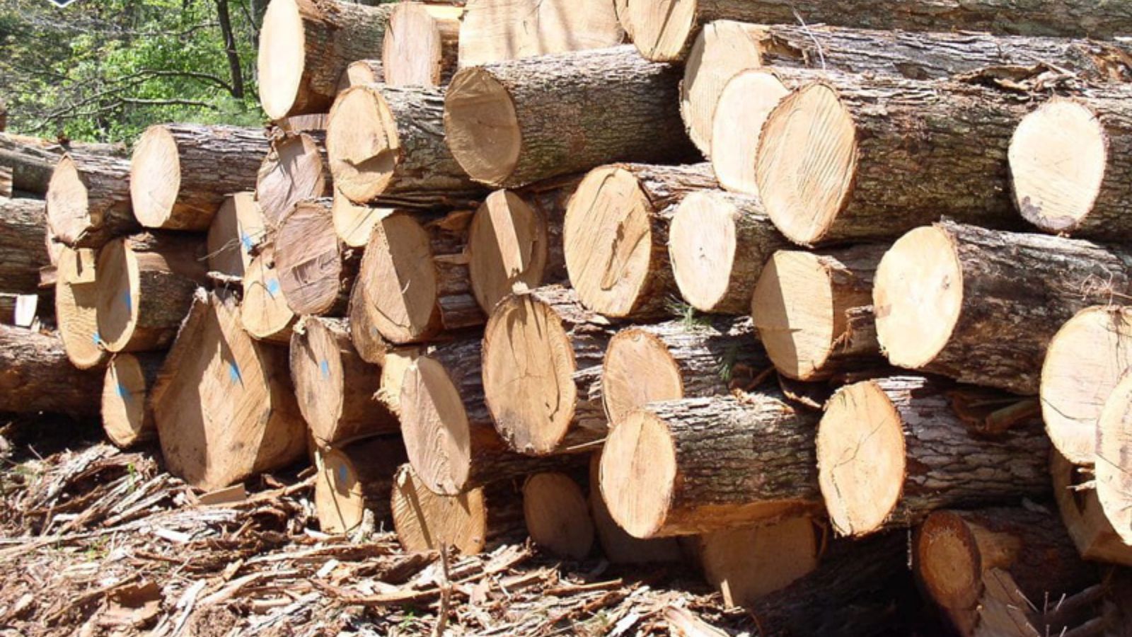 Gỗ Kim Giao Quý Hiếm: Đặc Điểm, Cách Nhận Biết & Ứng Dụng