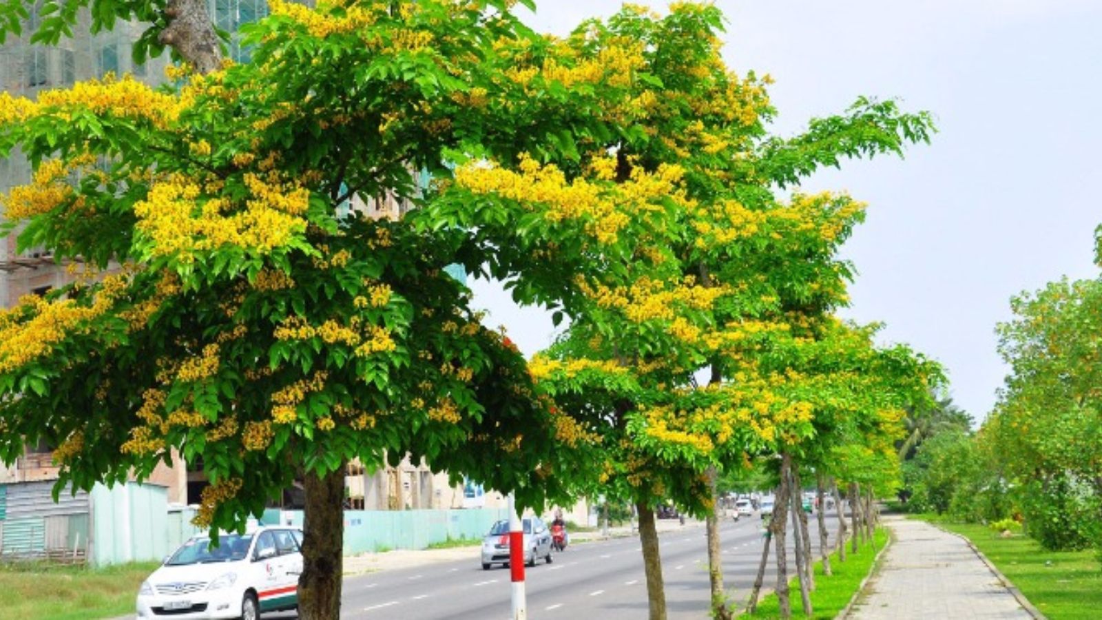 Giáng Hương Mắt Chim Là Gì?