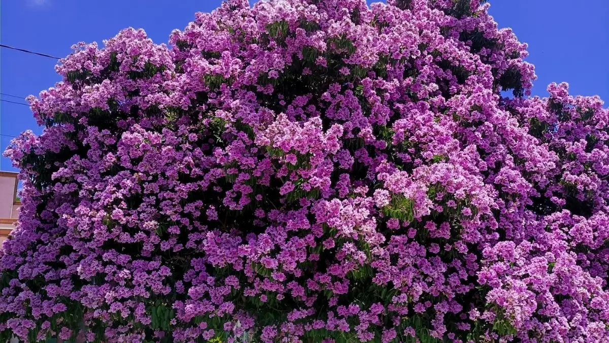 Cây Bằng Lăng Tím Là Gì?