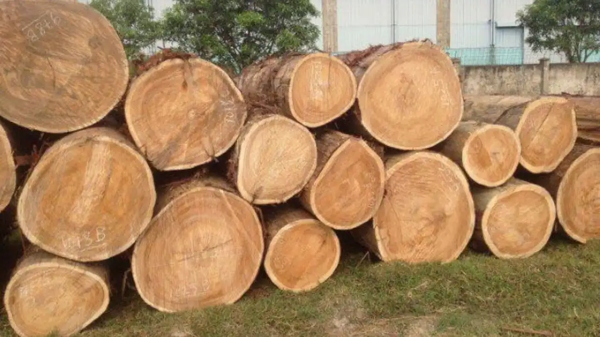 Gỗ Sa Mu Là Gỗ Gì?