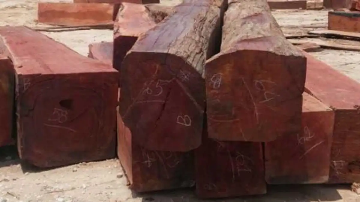 Đặc điểm nhận biết gỗ gụ mật