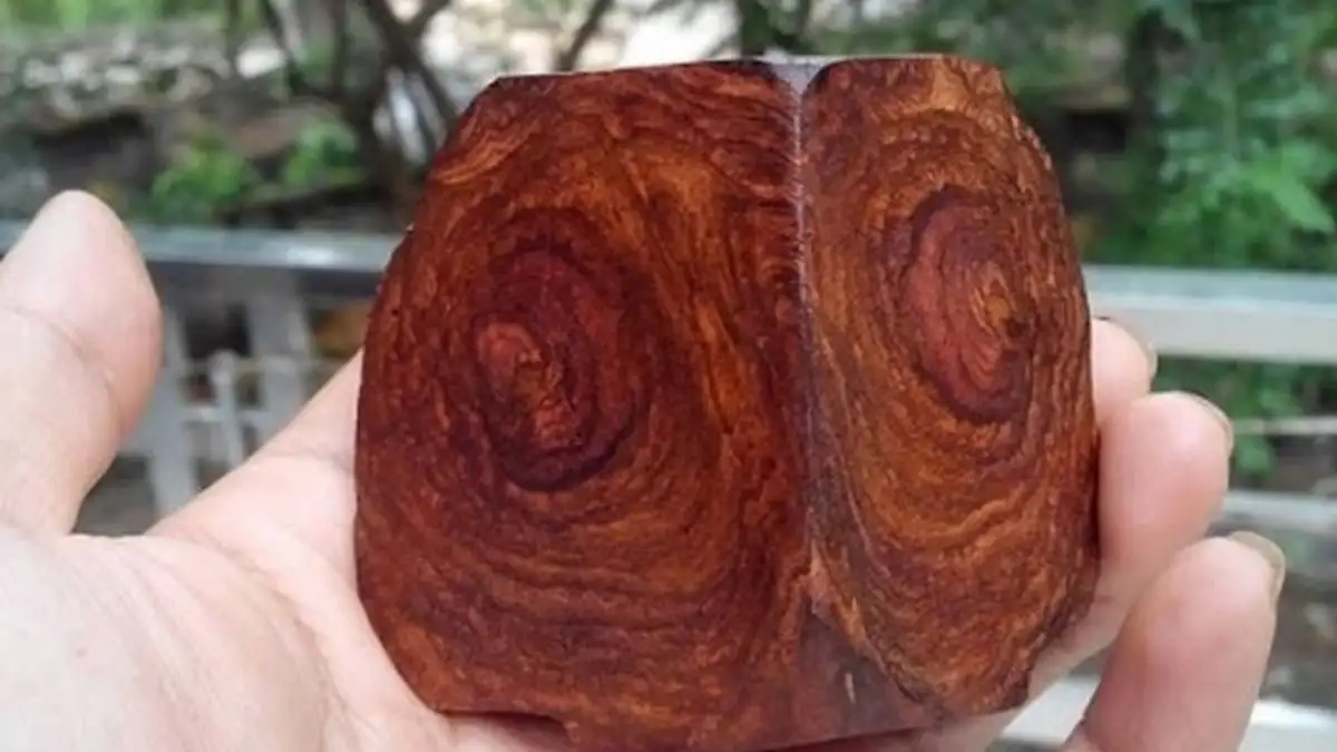 Đặc Điểm Nhận Biết Gỗ Huỳnh Đường