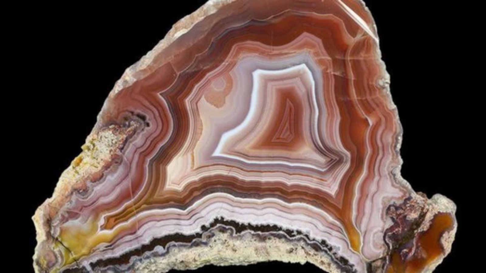 Gỗ Hóa Thạch Là Gì?