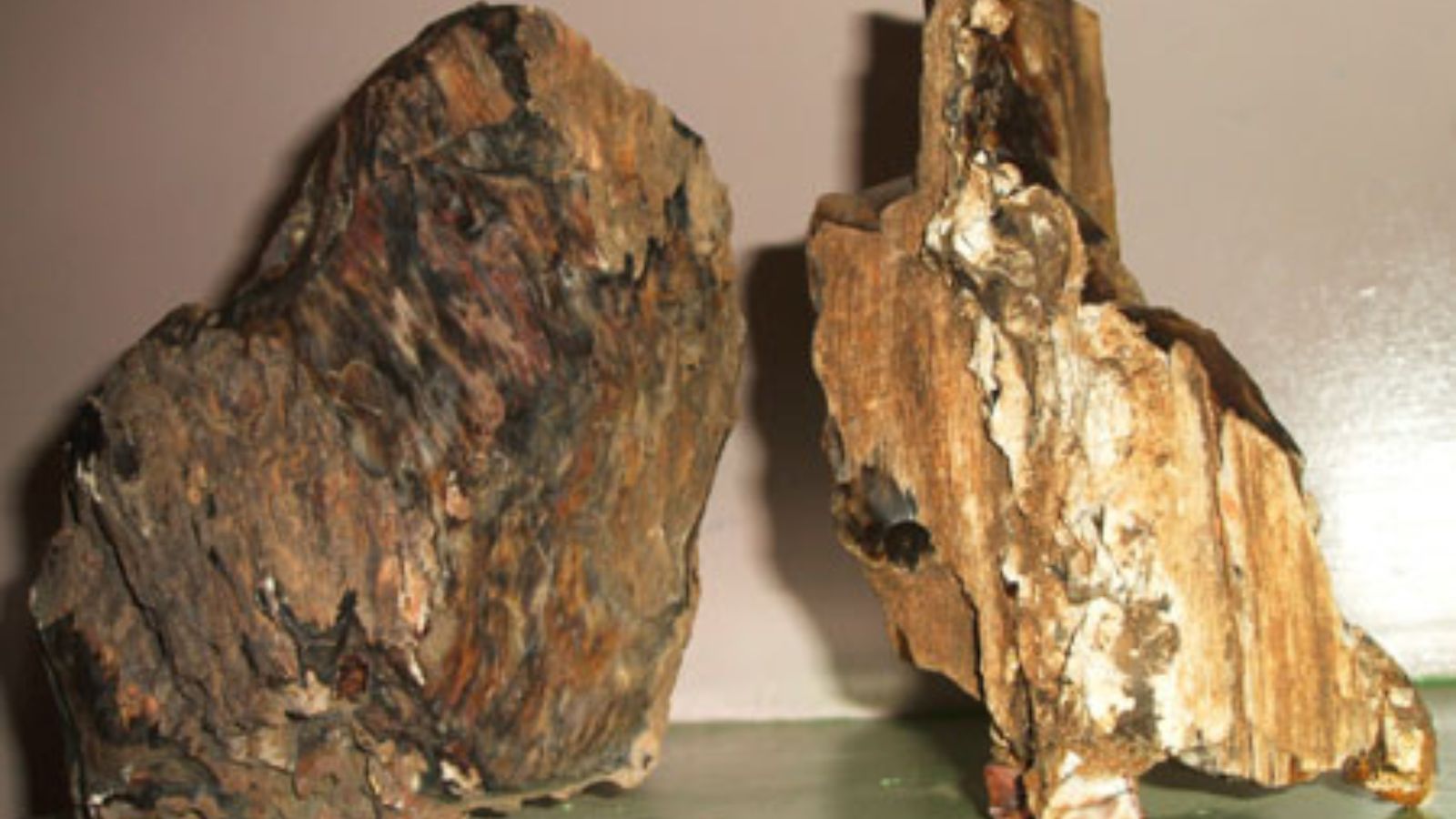 Có Nên Sử Dụng Gỗ Hóa Thạch Không?