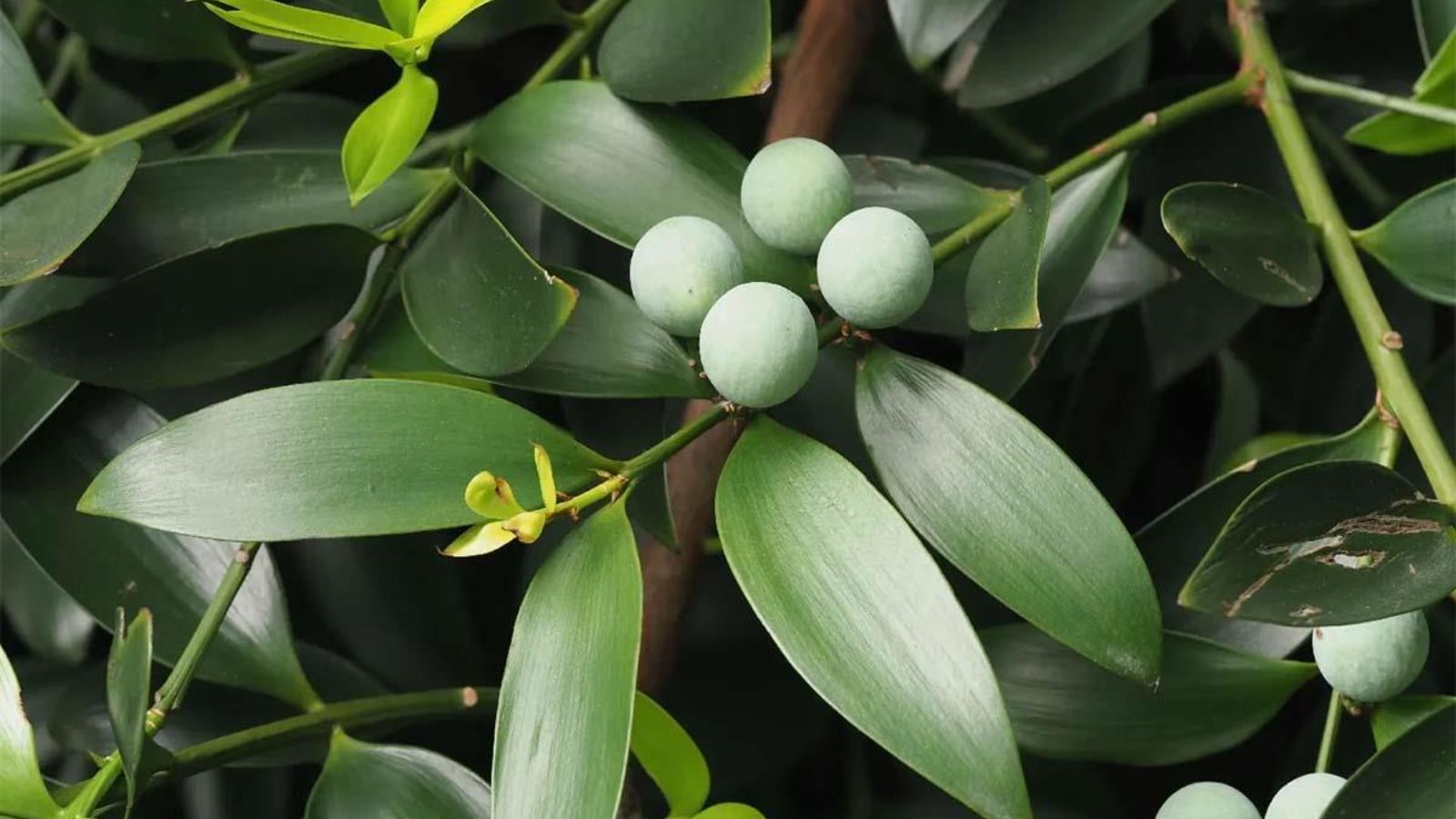 Đặc Điểm Sinh Học & Đặc Tính Của Gỗ Kim Giao