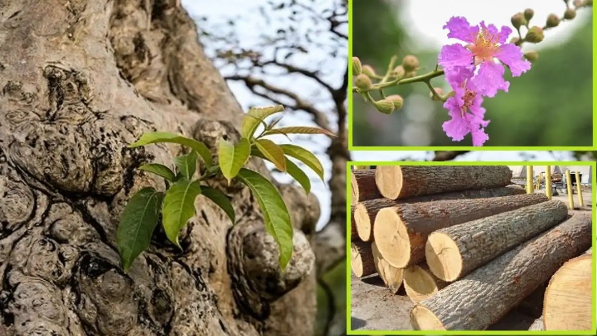 Ý Nghĩa Của Cây Bằng Lăng Nước