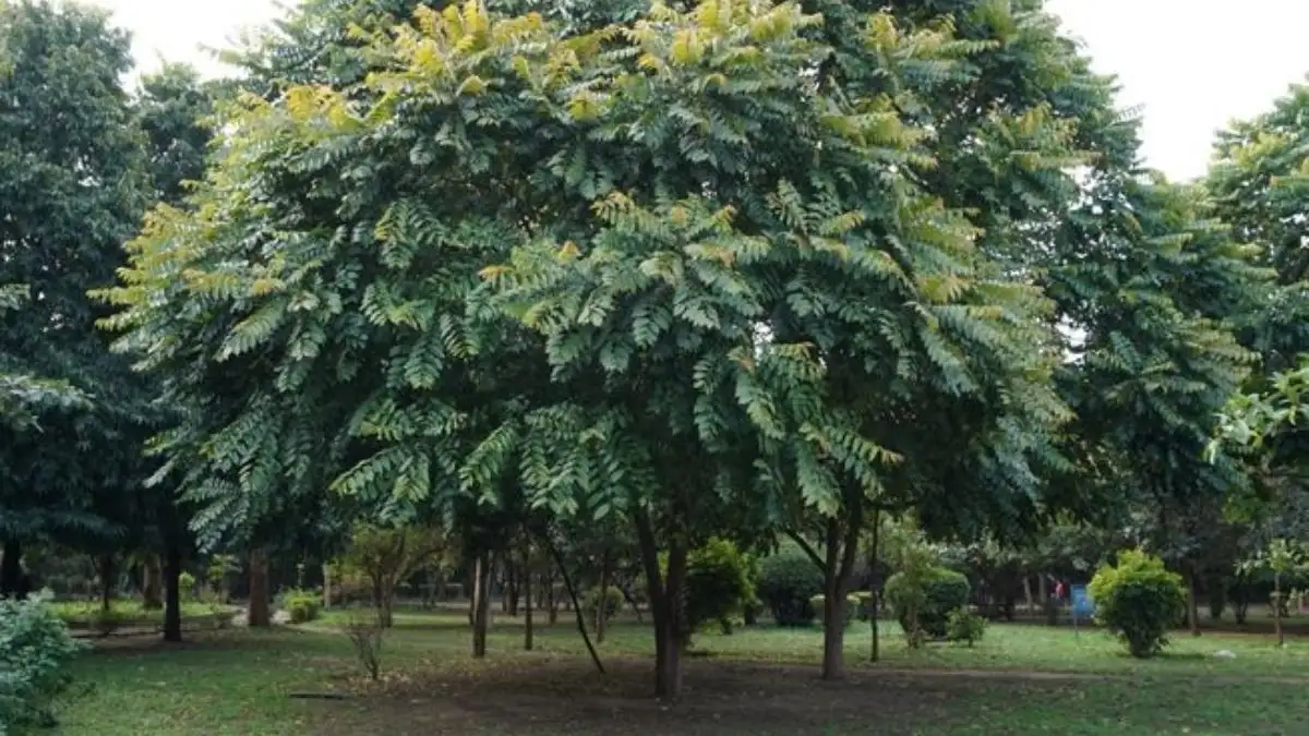 Gỗ Lát Hoa Có Tốt Không? Ưu Nhược Điểm - Giá Thành