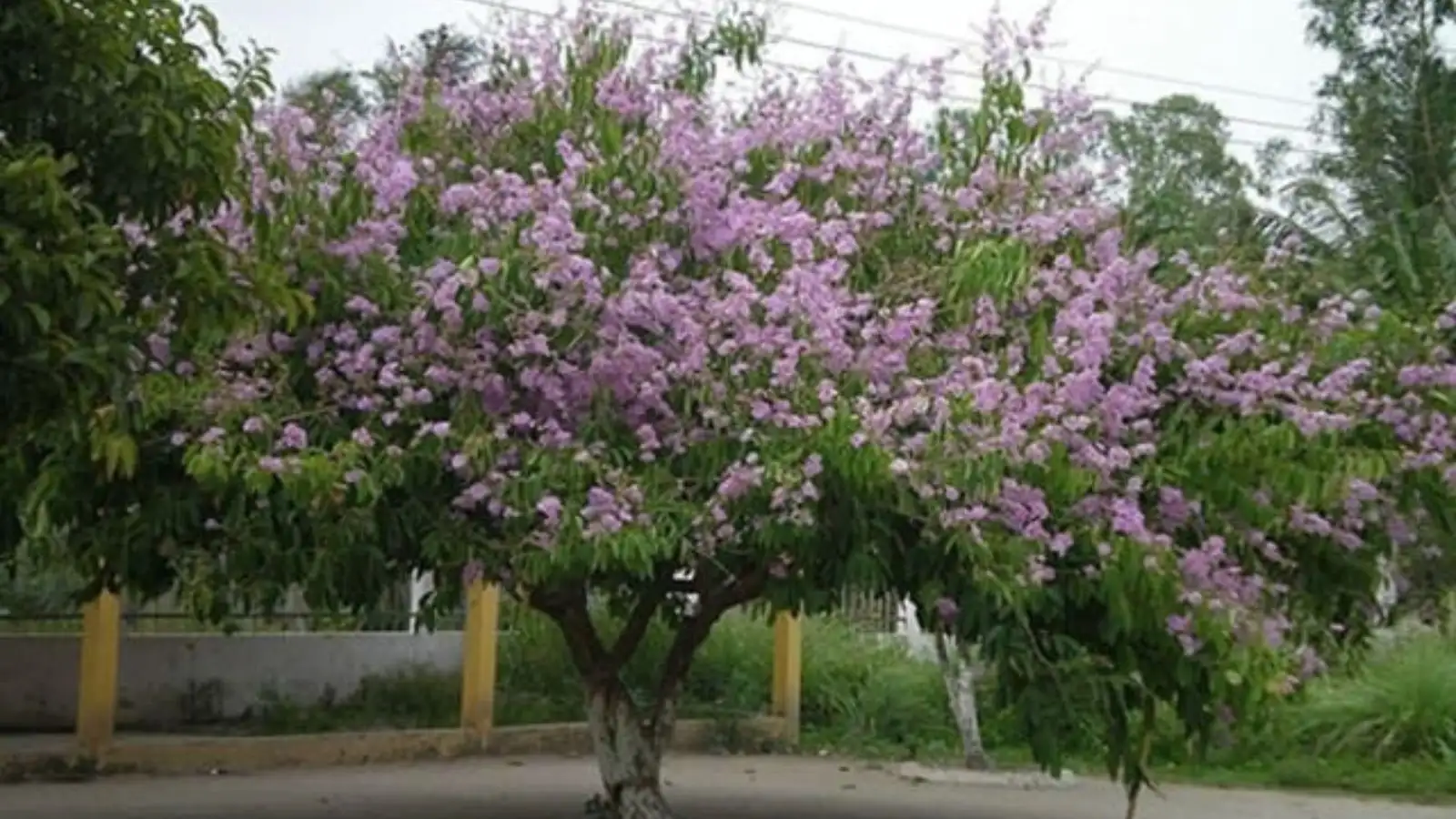  Gỗ Bằng Lăng Cườm Có Tốt Không?