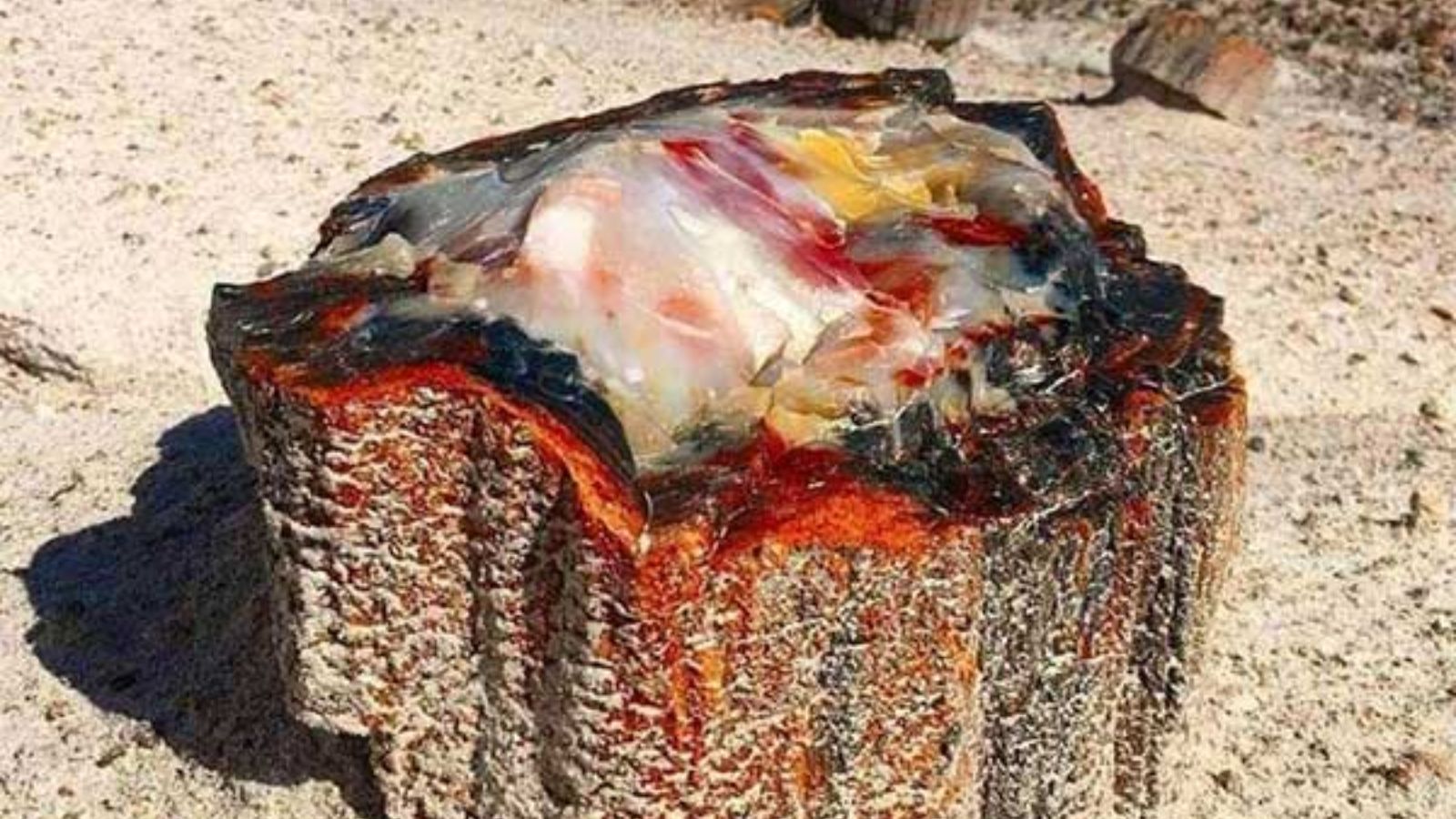 Gỗ Hóa Thạch Khác Gì Với Gỗ Tự Nhiên