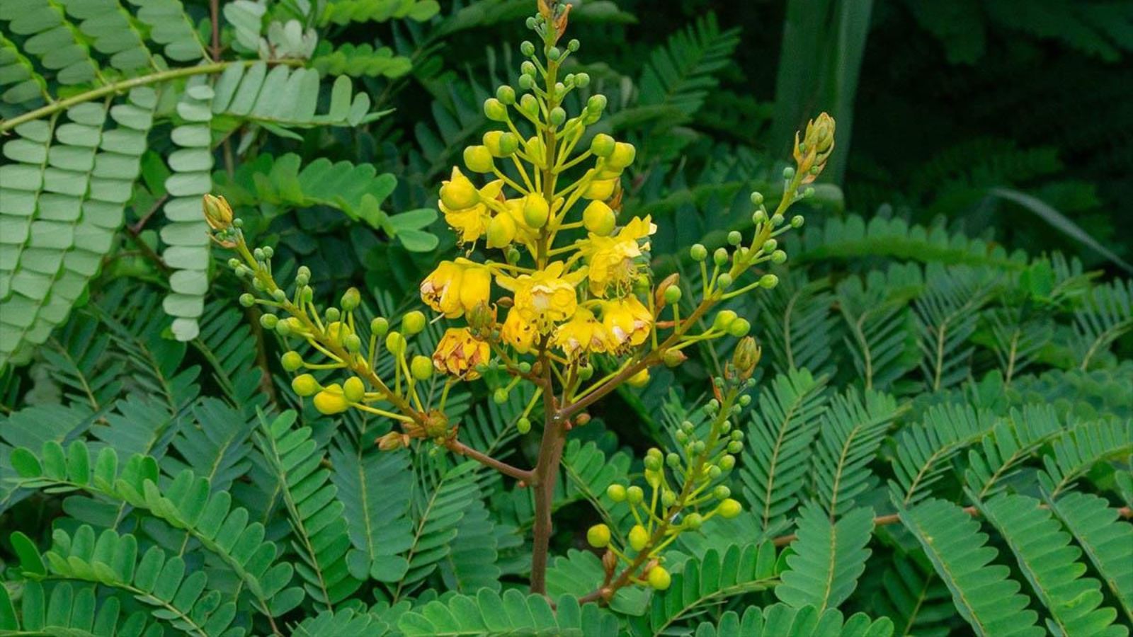 Cây Tô Mộc Có Tốt Không?