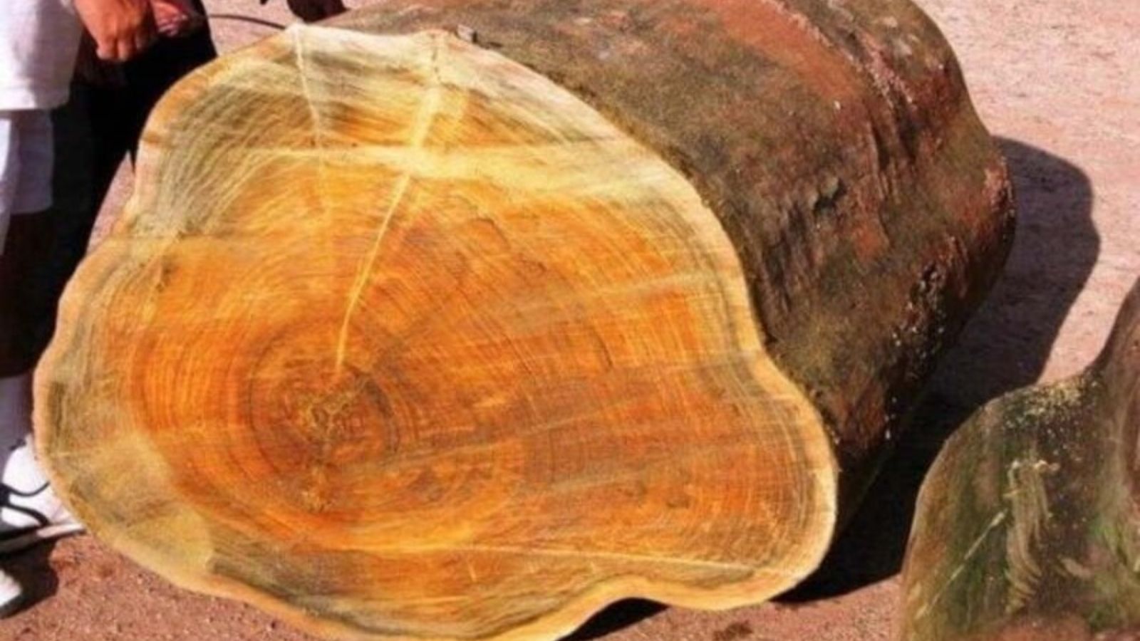 Gỗ kim giao là gỗ quý mang giá trị lịch sử lâu đời