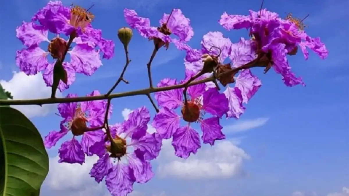 Đặc Điểm Sinh Học Của Cây Bằng Lăng Tím