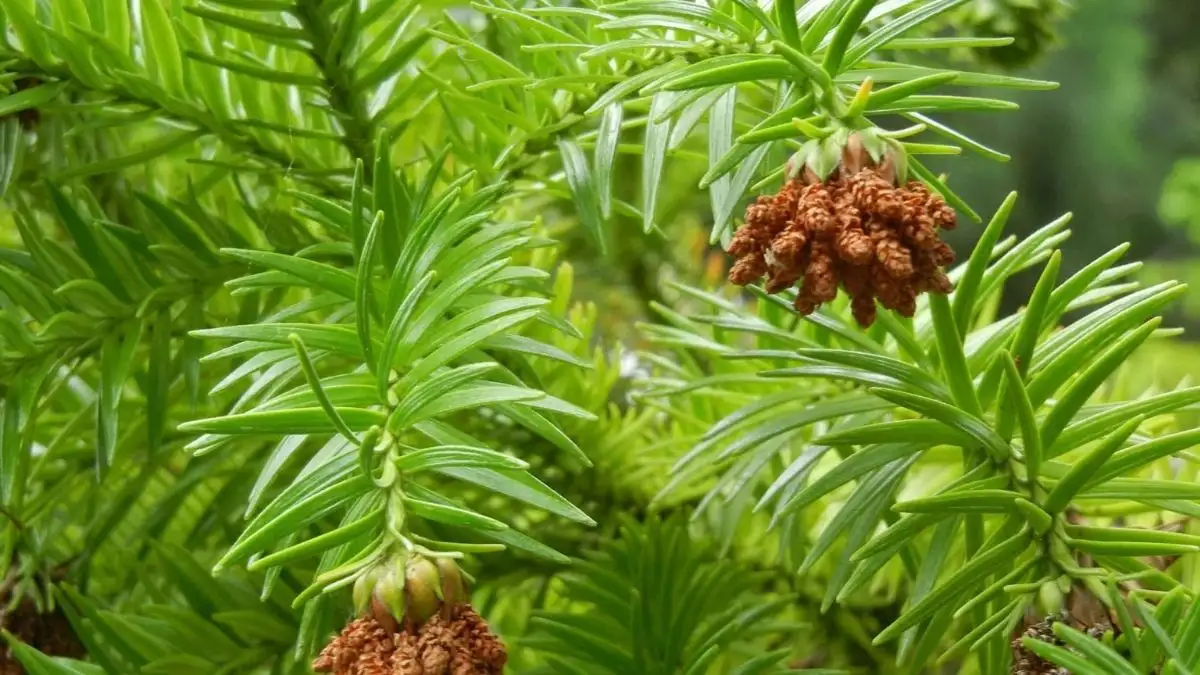 Đặc Điểm Nhận Biết Gỗ Sa Mộc