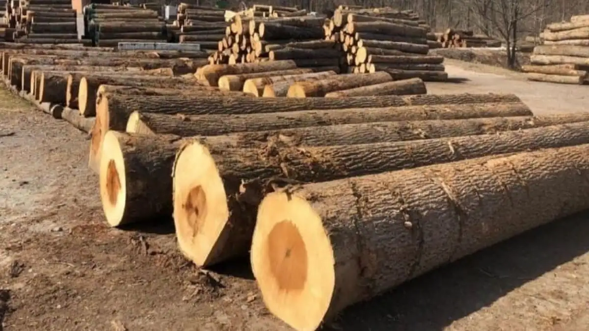 Gỗ Huỳnh Đường Là Gì? Thuộc Nhóm Mấy? Giá Bao Nhiêu?