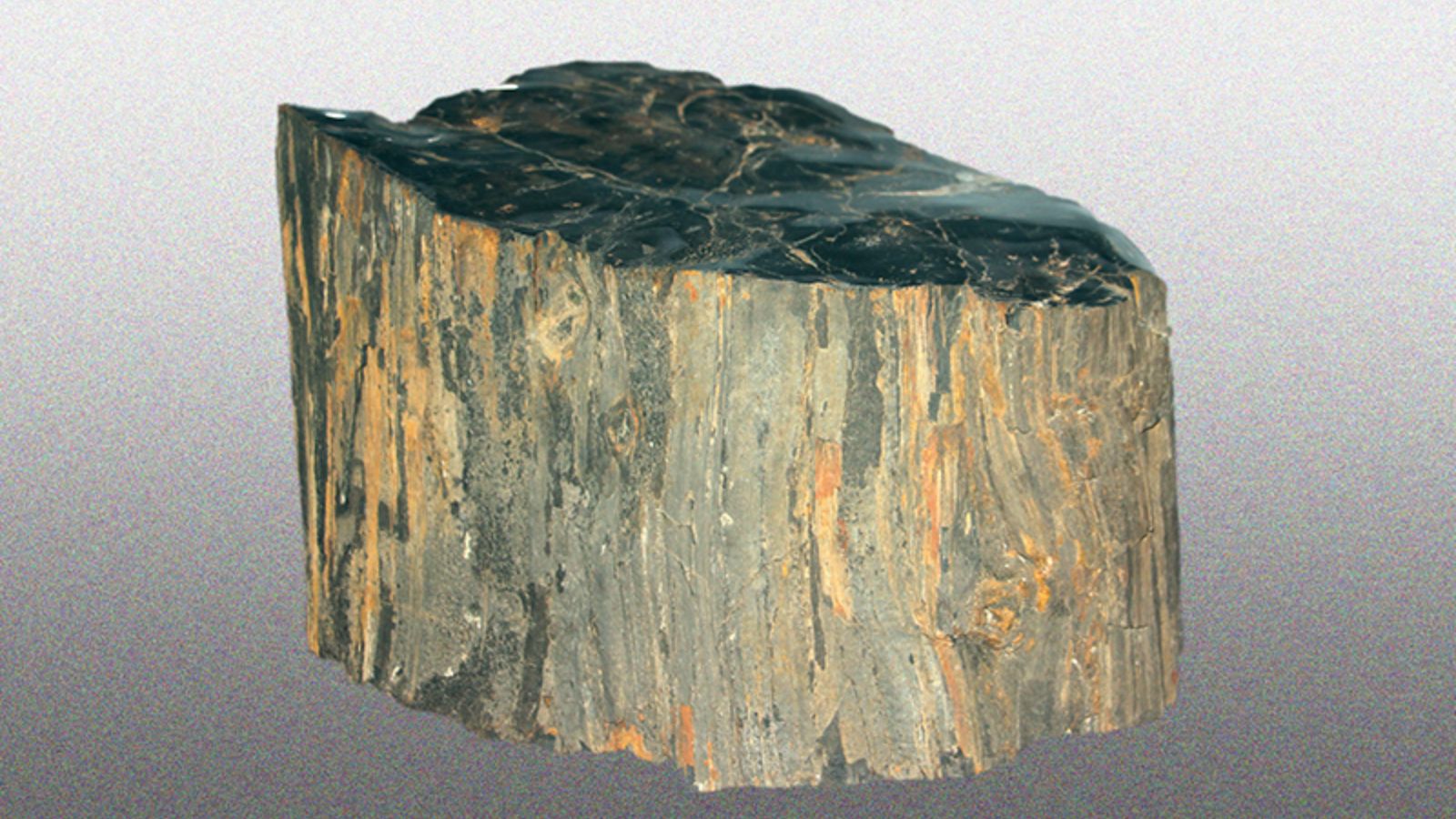 Gỗ Hóa Thạch Có Tác Dụng Gì?