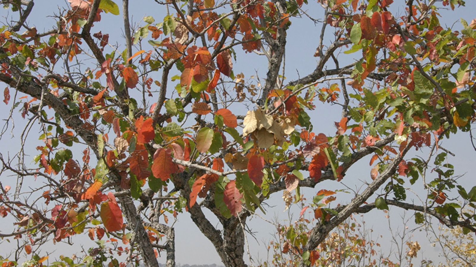  Gỗ cẩm liên là một loại gỗ tự nhiên quý hiếm, sở hữu độ bền cao và vân gỗ đẹp.