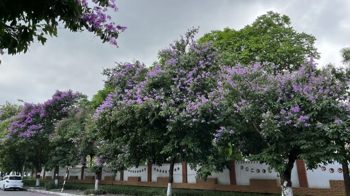 Cách Trồng Cây Bằng Lăng Nước Đúng Kỹ Thuật