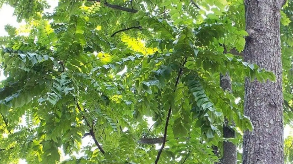 Gỗ Lát Hoa Có Tốt Không? 