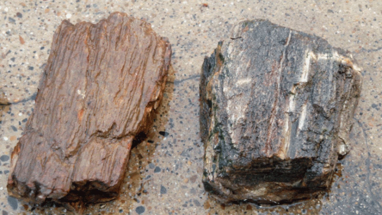 Lưu Ý Quan Trọng Khi Mua Gỗ Hóa Thạch