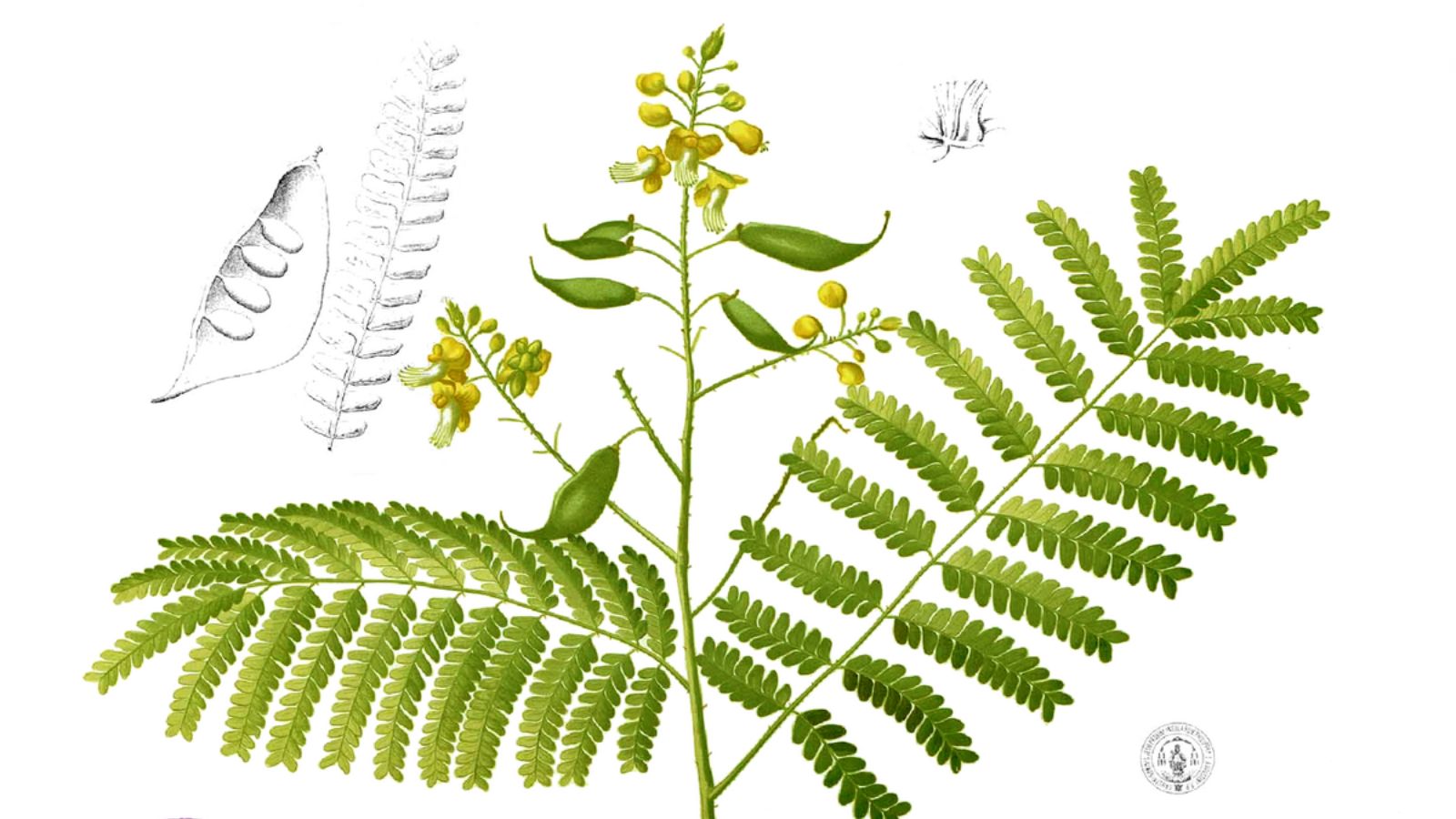 Ứng dụng của cây tô mộc trong đời sống hiện nay