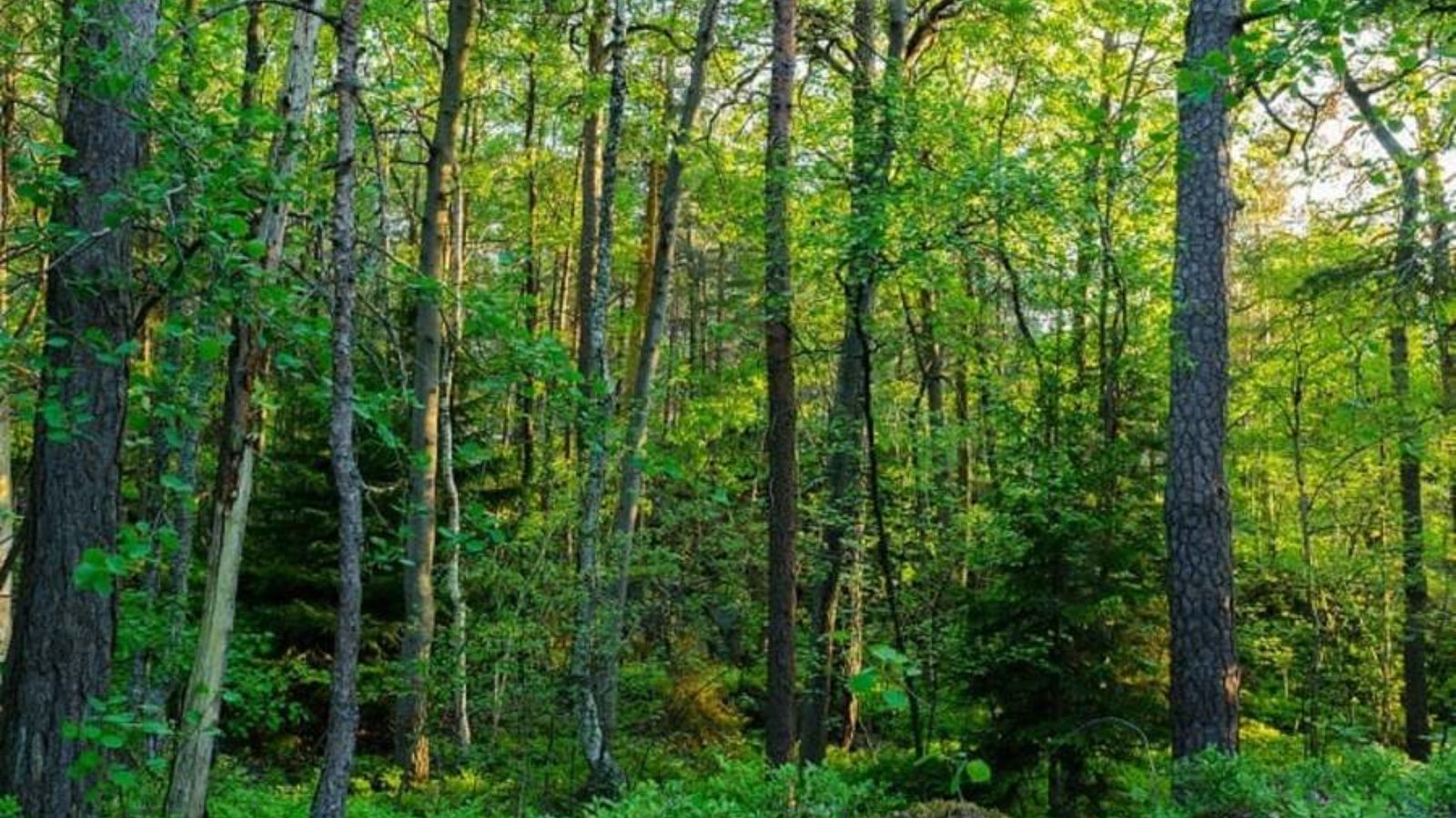 Gỗ Kim Giao Thuộc Nhóm Mấy? Có Được Khai Thác Không?