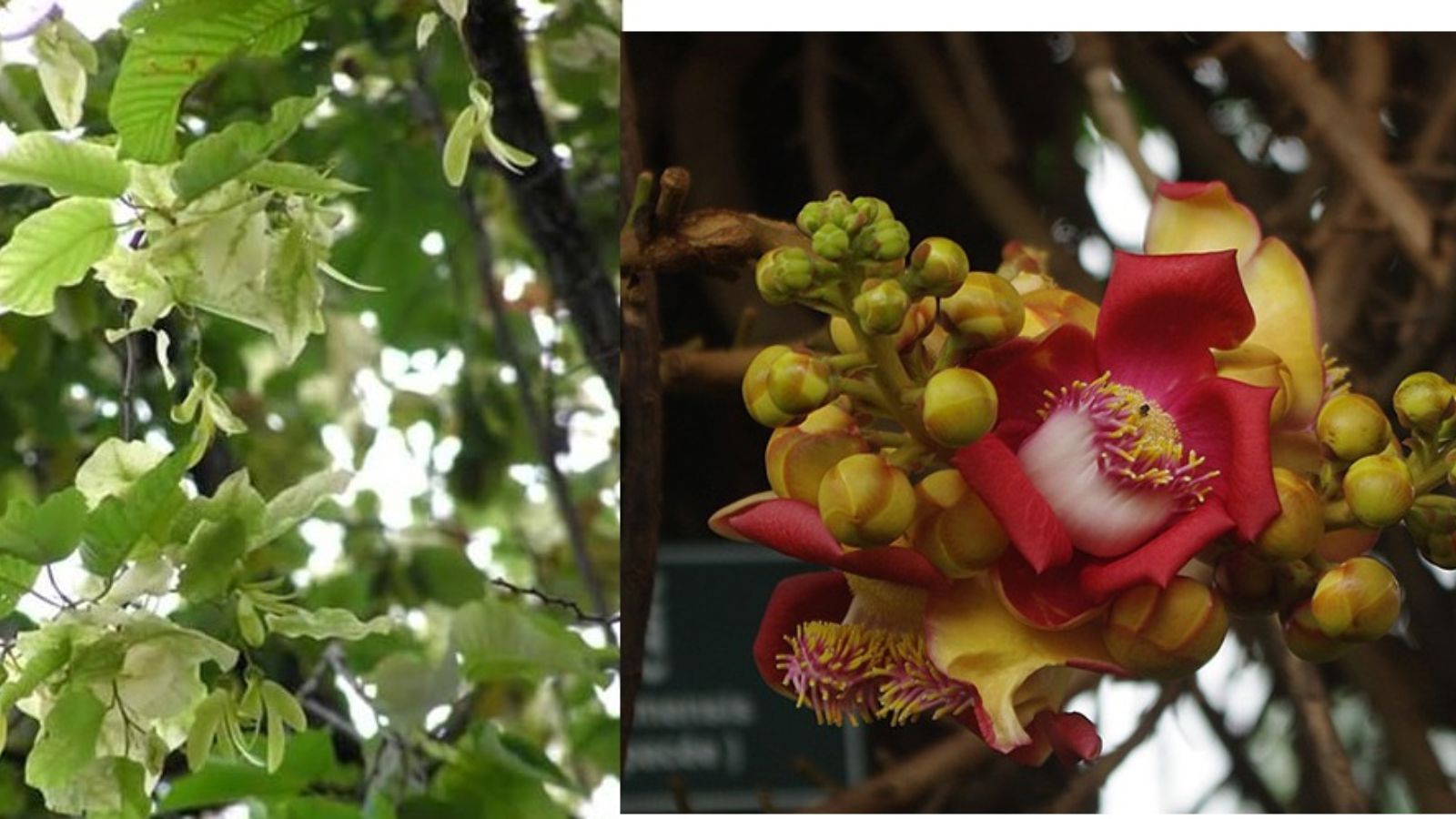  Gỗ Cẩm Liên Có Tốt Không?