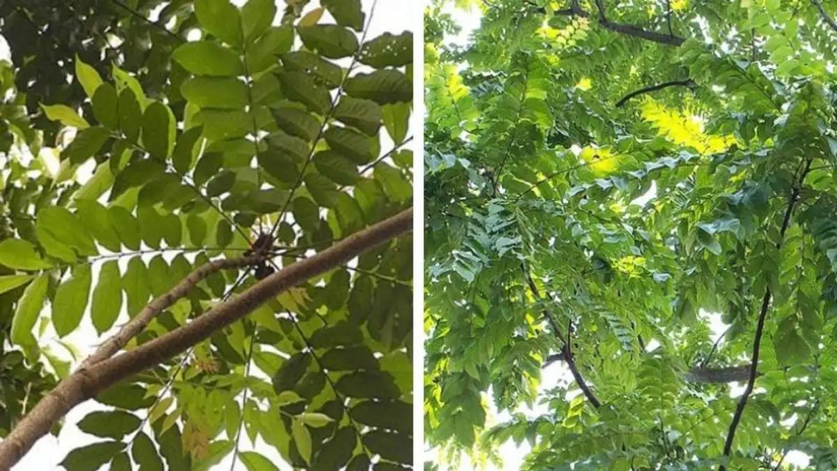 Điểm Mạnh Của Gỗ Sa Mộc