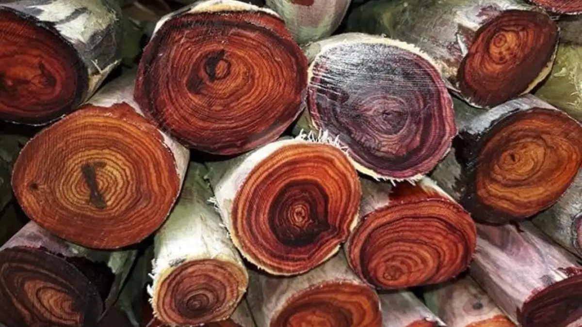 Gỗ Huỳnh Đường Có Mấy Loại Phổ Biến Hiện Nay?