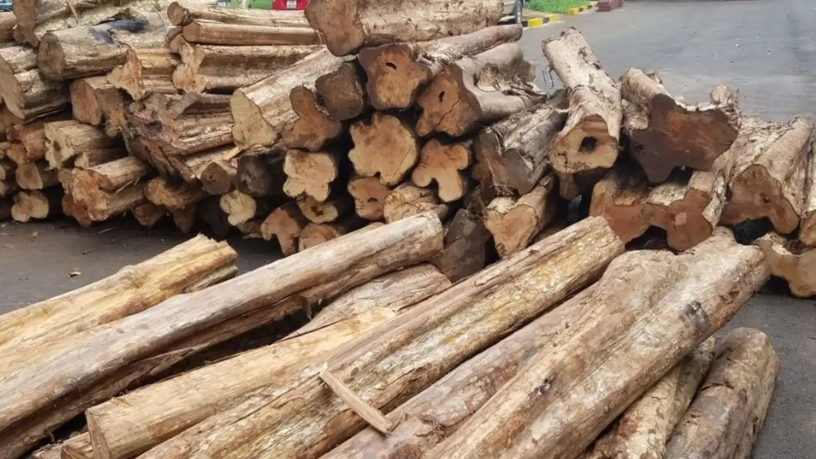 Kinh Nghiệm Chọn Mua Gỗ Bằng Lăng Cườm