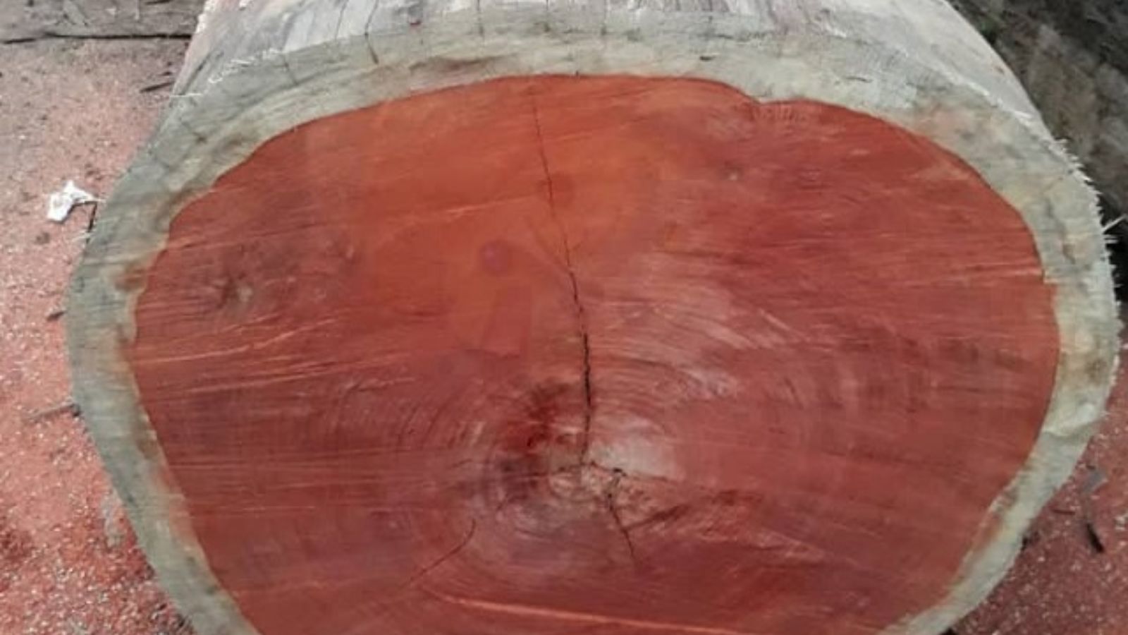 Đặc Điểm Nổi Bật Của Gỗ Giáng Hương Mắt Chim