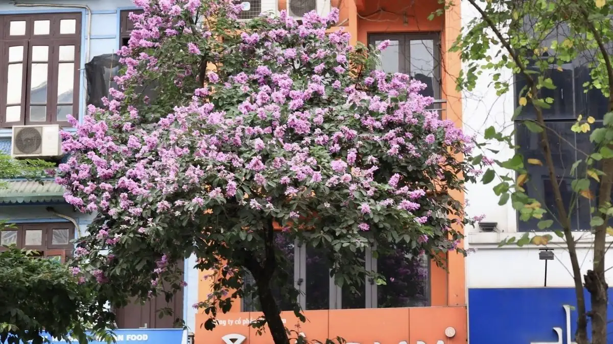 Cây bằng lăng tím không chỉ đẹp mà còn dễ trồng, dễ chăm sóc và có giá trị cảnh quan cao.