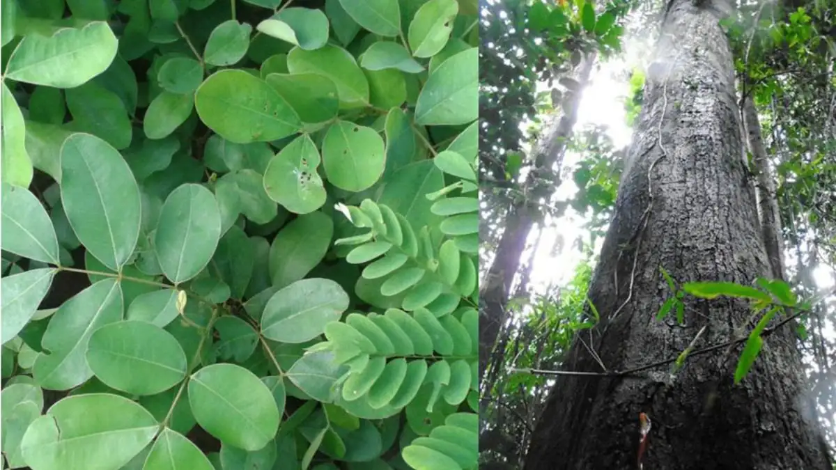 Gỗ gụ mật có tốt không? Đánh giá ưu và nhược điểm