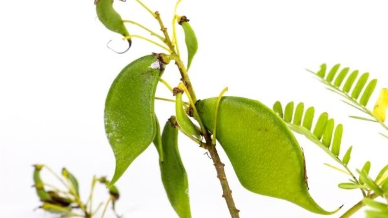 Cây tô mộc là dược liệu trong Đông y