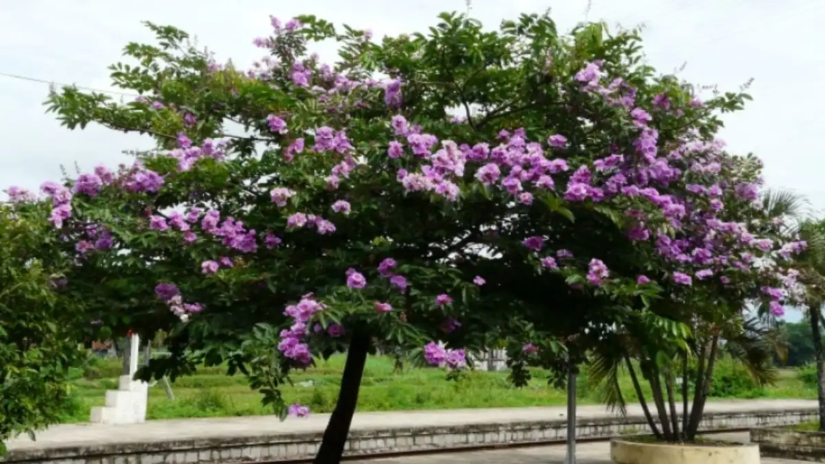 Cây Bằng Lăng Tím Trồng Ở Đâu Phù Hợp Nhất?