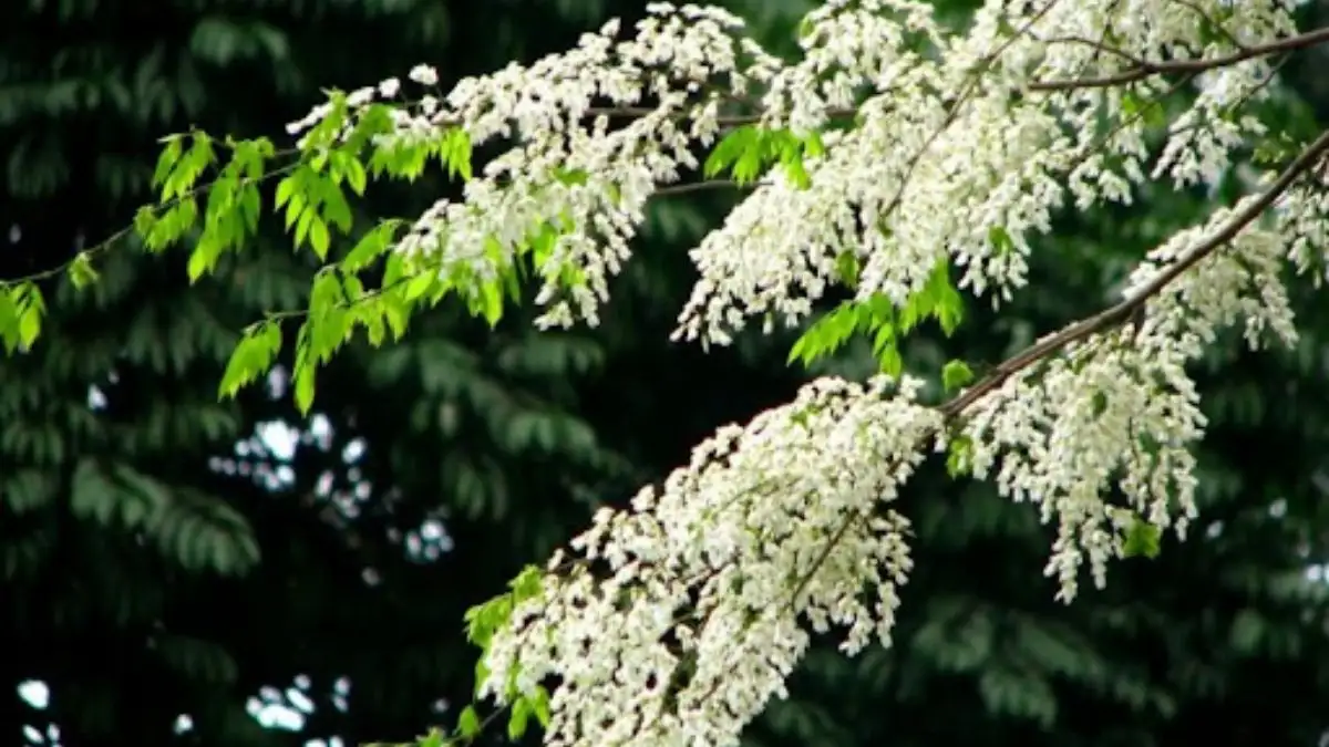 Gỗ Huỳnh Đường Giá Bao Nhiêu 1m³?